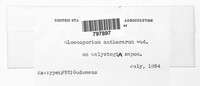 Thecaphora capsularum image
